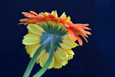 Siyah arkaplanda kırmızı ve sarı Gerbera çiçekleri 