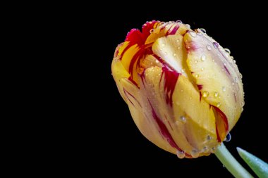 Koyu arkaplanda güzel çiçeklerin manzarasını kapat