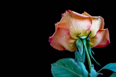 Siyah arkaplanda sarı gülü kapat 