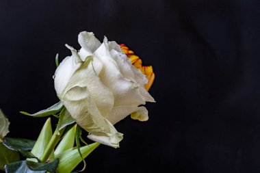 Güzel beyaz gül ve sarı lale koyu arkaplanda 