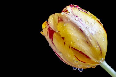 Siyah arkaplanda güzel sarı lale 