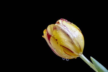 Siyah arkaplanda güzel sarı lale 