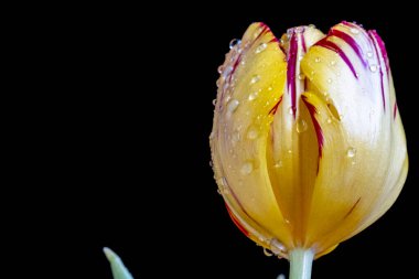 Siyah arkaplanda güzel sarı lale 