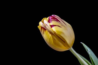 Koyu arkaplanda güzel çiçeklerin manzarasını kapat