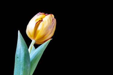 Koyu arkaplanda güzel çiçeklerin manzarasını kapat