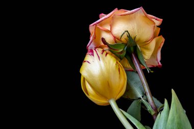 Koyu arkaplanda güzel çiçeklerin manzarasını kapat