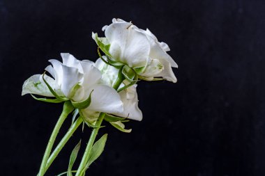 Koyu arkaplanda güzel çiçeklerin manzarasını kapat