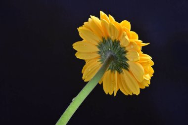 sarı gerbera çiçeği siyah arkaplanda izole