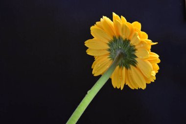 Güzel Gerbera koyu arkaplan, yaz konsepti, yakın görüş 