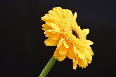 sarı gerbera çiçeği siyah arkaplanda izole