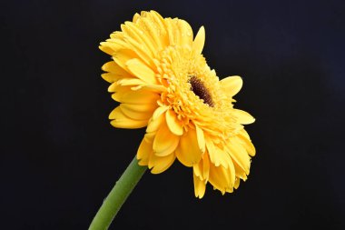 sarı gerbera çiçeği siyah arkaplanda izole
