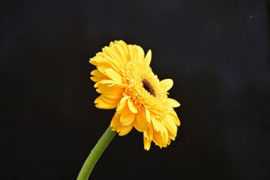 sarı gerbera çiçeği siyah arkaplanda izole