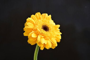 sarı gerbera çiçeği siyah arkaplanda izole