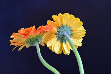 Sarı ve kırmızı Gerbera çiçekleri koyu arkaplanda 
