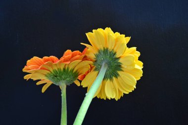Sarı ve kırmızı Gerbera çiçekleri koyu arkaplanda 