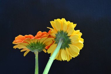 Sarı ve kırmızı Gerbera çiçekleri koyu arkaplanda 