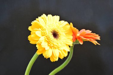 Sarı ve kırmızı Gerbera çiçekleri koyu arkaplanda 