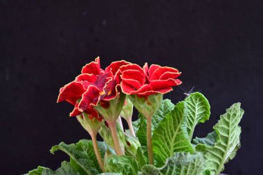 Koyu arkaplanda güzel primula çiçeklerini kapat 