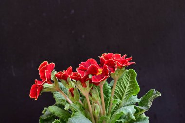 Koyu arkaplanda güzel primula çiçeklerini kapat 