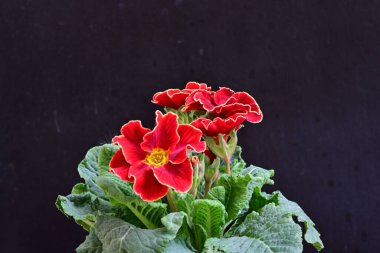 Koyu arkaplanda güzel primula çiçeklerini kapat 