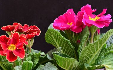 Koyu arkaplanda güzel primula çiçeklerini kapat 