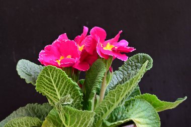 Koyu arkaplanda güzel primula çiçeklerini kapat 