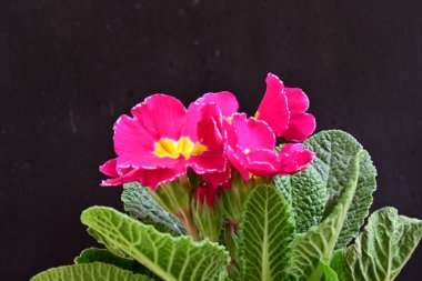 Koyu arkaplanda güzel primula çiçeklerini kapat 