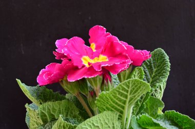 Renkli bahar çiçekleri. çok renkli çuha çiçeği.