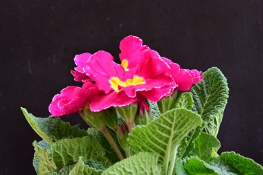 Koyu arkaplanda güzel primula çiçeklerini kapat 