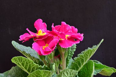 Koyu arkaplanda güzel primula çiçeklerini kapat 