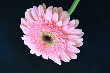 Güzel Gerbera koyu arkaplan, yaz konsepti, yakın görüş 