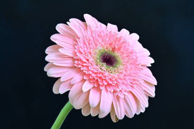 Güzel Gerbera koyu arkaplan, yaz konsepti, yakın görüş 