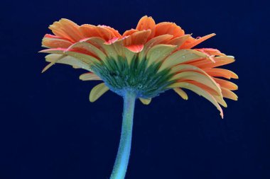 Güzel Gerbera koyu arkaplan, yaz konsepti, yakın görüş