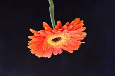 Güzel Gerbera koyu arkaplan, yaz konsepti, yakın görüş