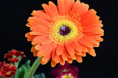 Güzel Gerbera koyu arkaplan, yaz konsepti, yakın görüş