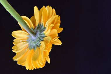 siyah zemin üzerine sarı gerbera çiçek