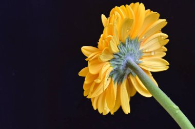 siyah zemin üzerine sarı gerbera çiçek