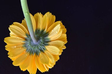 siyah zemin üzerine sarı gerbera çiçek