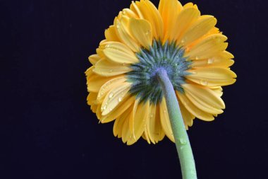 siyah zemin üzerine sarı gerbera çiçek