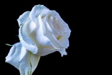 Siyah arka planda güzel beyaz bir gül. Kapat.. 