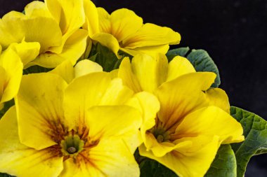 Koyu arkaplanda güzel primula çiçeklerini kapat 