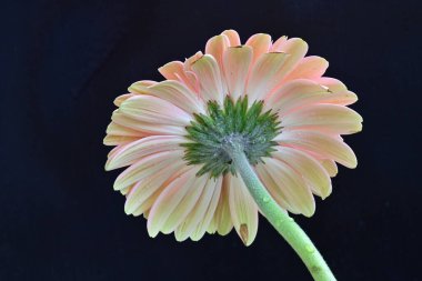 Güzel Gerbera koyu arkaplan, yaz konsepti, yakın görüş 