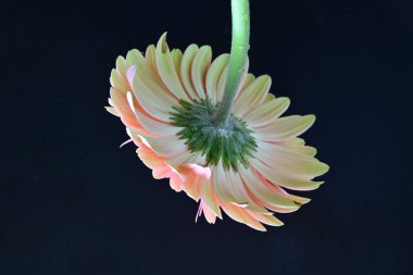 Güzel Gerbera koyu arkaplan, yaz konsepti, yakın görüş 