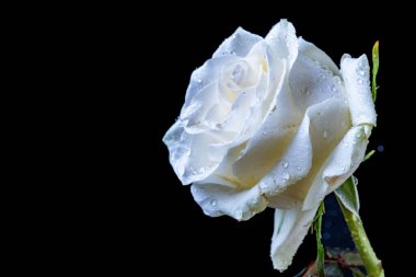 Siyah arkaplanda beyaz gül yakın plan 