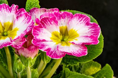 Koyu arkaplanda güzel primula çiçeklerini kapat 