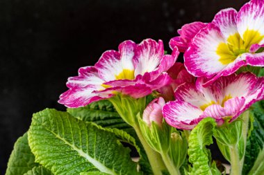 Koyu arkaplanda güzel primula çiçeklerini kapat 