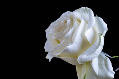 Siyah arka planda güzel beyaz bir gül. Kapat.. 