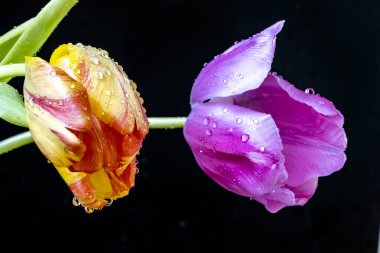 Siyah arkaplanda turuncu ve mor lale çiçekleri 