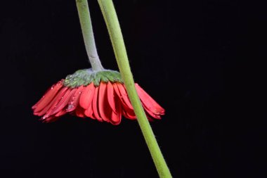 Siyah arkaplanda kırmızı gerbera çiçeği 