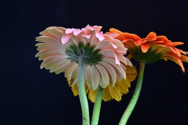 Koyu arkaplanda renkli Gerbera çiçekleri  